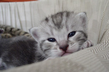 Aeneas Sweet Dream