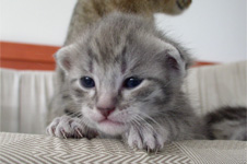 Angel Silver Tiger