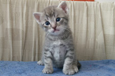 Angel Silver Tiger