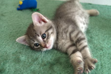 Angel Silver Tiger