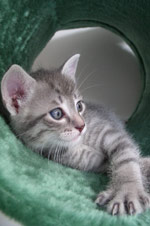 Angel Silver Tiger