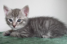 Angel Silver Tiger