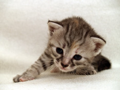 Beatrice Morning Star, 3 weeks