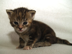 Bellissima Sweetheart, 3 weeks