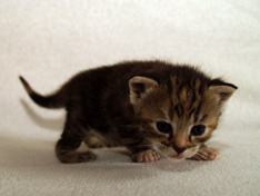 Bellissima Sweetheart, 3 weeks