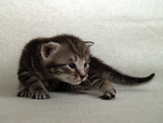 Balthasar Gentle King, 3 weeks