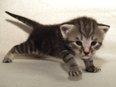 Balthasar Gentle King, 3 weeks
