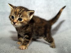 Bellissima Sweetheart, 4 weeks