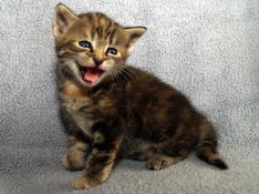 Bellissima Sweetheart, 4 weeks