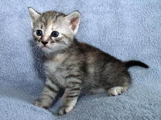 Beatrice Morning Star, 4 weeks