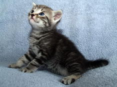 Balthasar Gentle King, 4 weeks