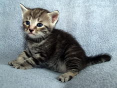 Balthasar Gentle King, 4 weeks