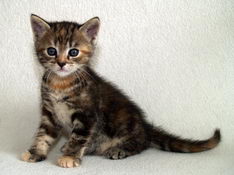 Bellissima Sweetheart, 5 weeks