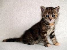 Bellissima Sweetheart, 5 weeks