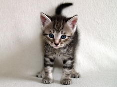 Balthasar Gentle King, 5 weeks