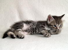 Balthasar Gentle King, 5 weeks