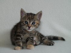 Bellissima Sweetheart, 6 weeks