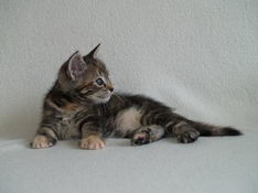 Bellissima Sweetheart, 6 weeks