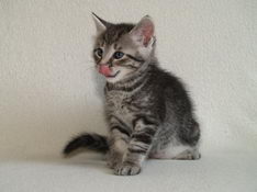 Balthasar Gentle King, 6 weeks