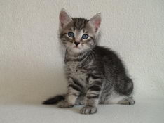 Balthasar Gentle King, 6 weeks