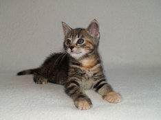 Bellissima Sweetheart, 7 weeks