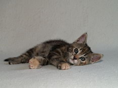 Bellissima Sweetheart, 7 weeks