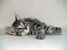 Balthasar Gentle King, 7 weeks