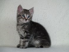 Balthasar Gentle King, 7 weeks