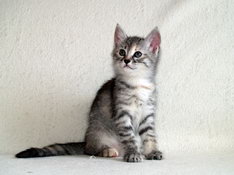 Beatrice Morning Star, 7 weeks