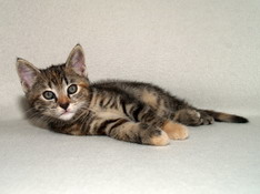 Bellissima Sweetheart, 8 weeks