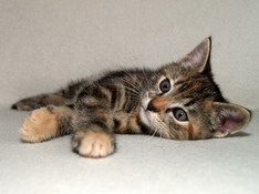 Bellissima Sweetheart, 8 weeks