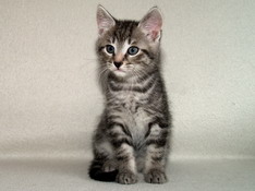 Balthasar Gentle King, 8 weeks