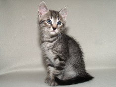 Balthasar Gentle King, 8 weeks