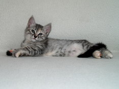Beatrice Morning Star, 8 weeks
