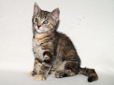 Bellissima Sweetheart, 9 weeks