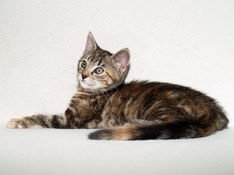 Bellissima Sweetheart, 9 weeks