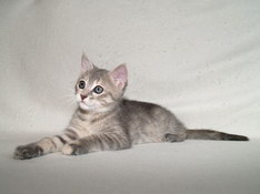 Basia Blue Pearl, 9 t��d�ov
