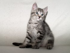 Balthasar Gentle King, 9 weeks