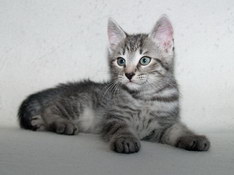 Balthasar Gentle King, 9 weeks