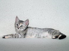 Beatrice Morning Star, 9 weeks