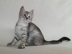 Beatrice Morning Star, 10 weeks