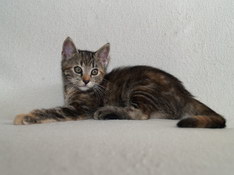 Bellissima Sweetheart, 10 weeks