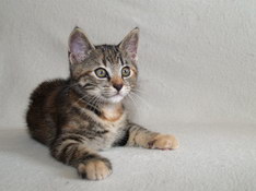 Bellissima Sweetheart, 10 weeks