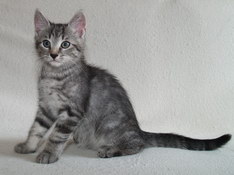 Balthasar Gentle King, 10 weeks