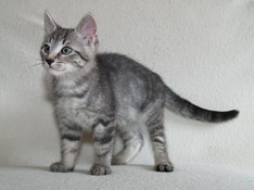 Balthasar Gentle King, 10 weeks