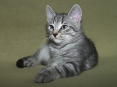 Balthasar Gentle King, 11 weeks