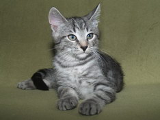 Balthasar Gentle King, 11 weeks