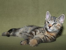 Bellissima Sweetheart, 11 weeks