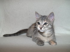 Basia Blue Pearl, 12 t��d�ov