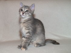 Basia Blue Pearl, 12 t��d�ov